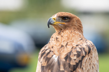 Hawk