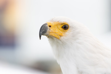 Pandion haliaetus