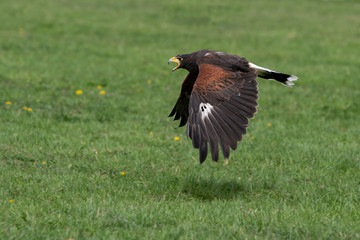 Flying Bird