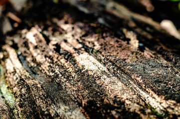tree bark macro