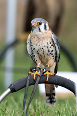 Kestrel