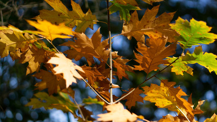Herbst Wald Blätter Waldboden Wälder
