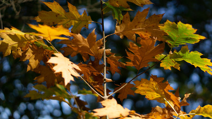 Herbst Wald Blätter Waldboden Wälder