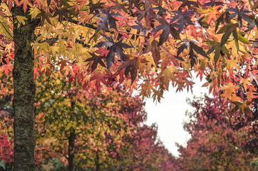 Close up of a sweet gum tree with rows of the same species blurred in the background in various shades of red, green, yellow and orange
