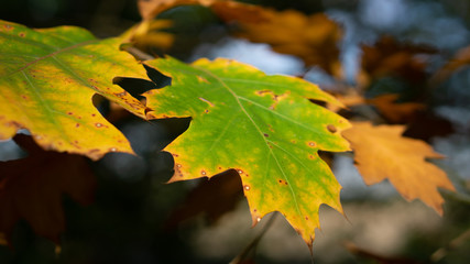 Herbst Wald Blätter Waldboden Wälder