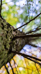 Wald Forst Bäume Hambacher Hambach Baum