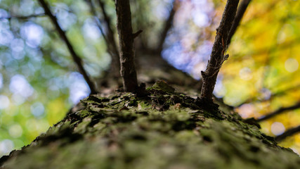 Wald Forst Bäume Hambacher Hambach Baum