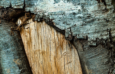 tree bark macro