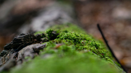 Wald Forst Bäume Hambacher Hambach Baum