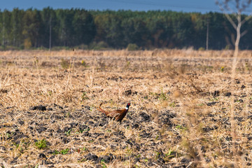 Phasan runs through the fields