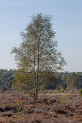 Obraz premium Solitary birch tree in a moorland landscape with a blue sky on a sunny day