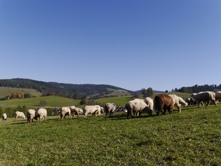 Fototapeta na wymiar owce na hali w pieninach