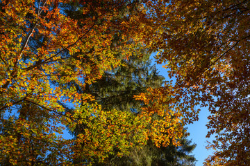 Buchen in Herbstfärbung mit Fichten in den Bergen