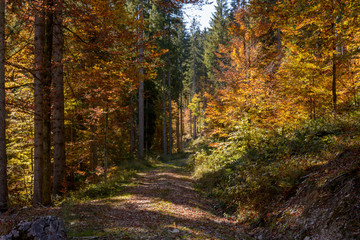 Schotterstraße im  Wald im Herbst bei Sonne