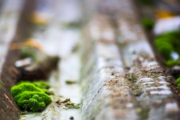 Moss on corrugated metal surface is macro, soft focus