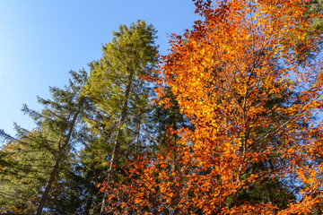 Buchen in Herbstfärbung mit Fichten in den Bergen