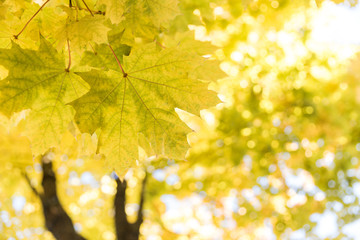 Fall yellow maple leaves near water