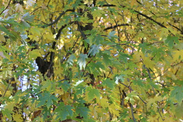 The leaves turn yellow on maple trees and adorn nature