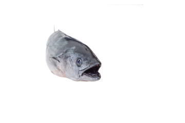 The Atlantic bonito (Sarda sarda)