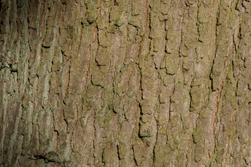 Close up view of the bark of a tree in the forest 