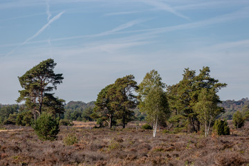 Moorland landscape with vegetation such as the birch and pine trees in the foreground
