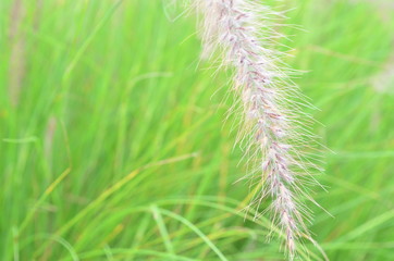 Grass