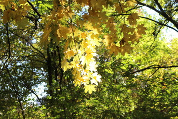  Autumn foliage striking in its multicolor