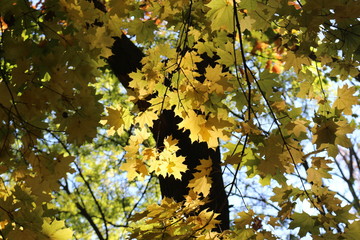  Autumn foliage striking in its multicolor