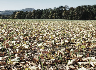 Bright orange autumn foliage beside a field of young green wheat