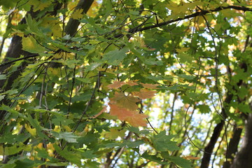  Autumn foliage striking in its multicolor