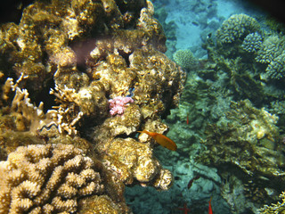 Naklejka na ściany i meble Tropical exotic fish pomacentrus sulfureus underwater of Red sea
