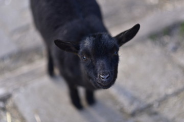 goat in public park during autumn season. nice and funny pets.