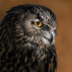 Eurasian Eagle Owl VI