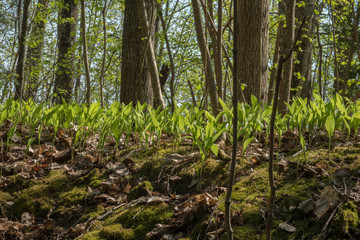 Young lilies of the valley in spring