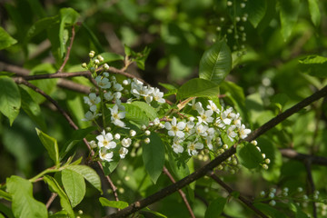 Bird-cherry tree flowers in spring