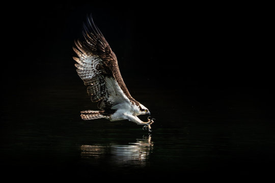 Osprey Dive IX