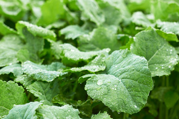 Green rape foliage with drops of water on bed in the field after the rain, copy space, closeup,...