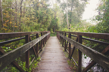 Fototapeta premium NE Fall