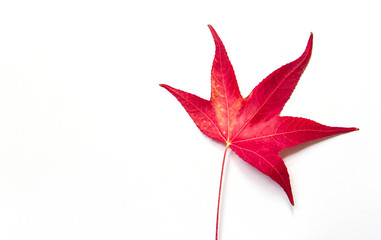 red maple leaves on a white background. the coming of autumn. Concept, seasons.