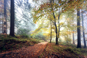 Obraz premium Magical morning foggy forest landscape with colorful autumn season leaves.