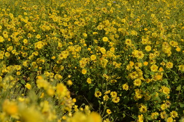 Yellow Flowers in Garden