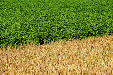 yellow and green field are connected between them there is no indentation