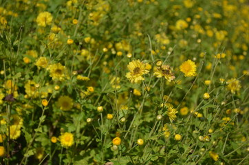 Yellow Flowers in Garden