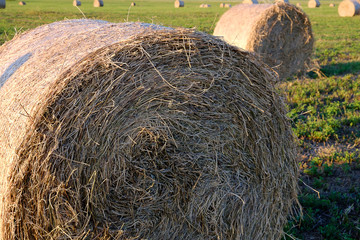 hay rolls for animal feed on the field in summer, feed for cows and sheep