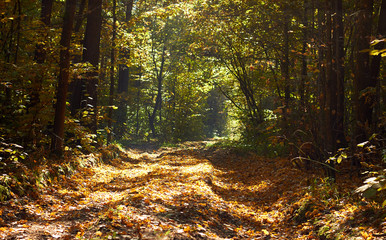 Deep in the autumn forest on sunny day, trees around the path all in fallen leaves. Beautiful autumn background