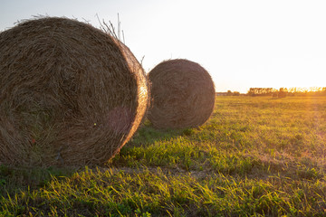 rolls of pressed hay for cattle feed on the field under the evening