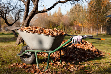 Autumn leaves in a wheelbarrow with a rake and gloves on a sunny day in autumn