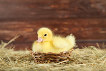 Little yellow duckling in basket on hay