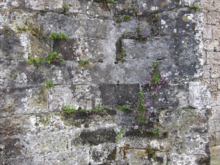 bewachsene Mauer