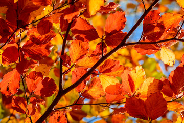 Bunte Blätter im Herbstwald